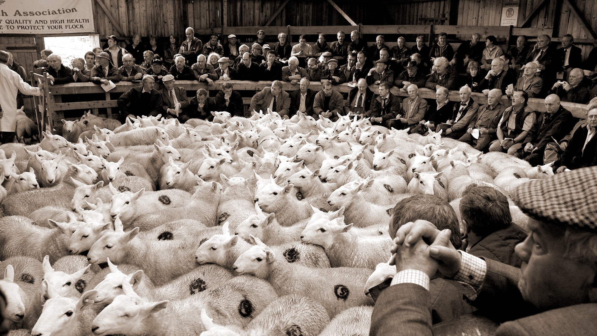 Lairg sheep sale 2