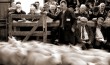 Lairg sheep sale 3