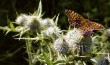 Prickaly landing