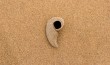 Worm hole in the sand